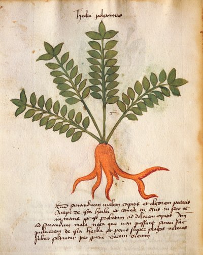 Herba Poleximos da Italian School
