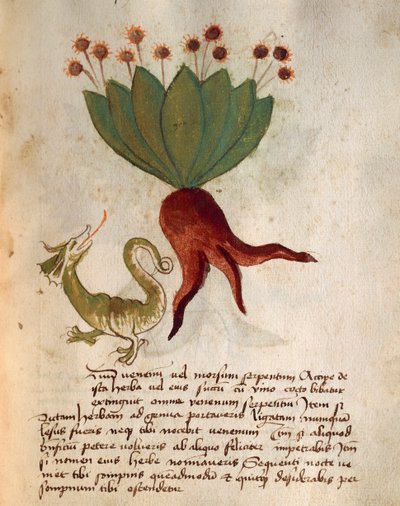 Herba Vermicularia da Italian School