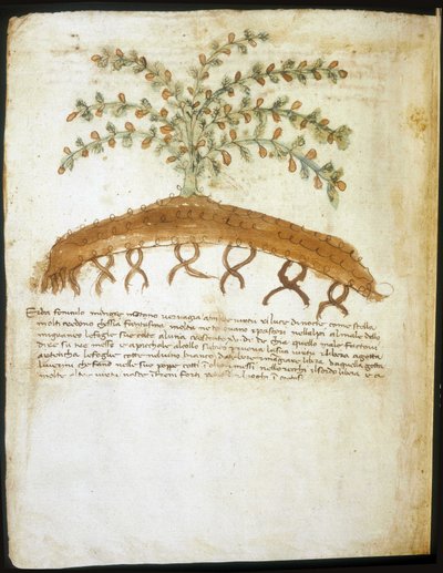 Erbario del XIV secolo. Biblioteca comunale di Rimini da Italian School