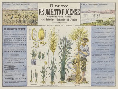 Il nuovo frumento fucense da Italian School