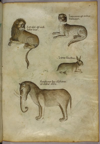 Illustrazione di un leone, un leopardo, un coniglio e un elefante da Italian School