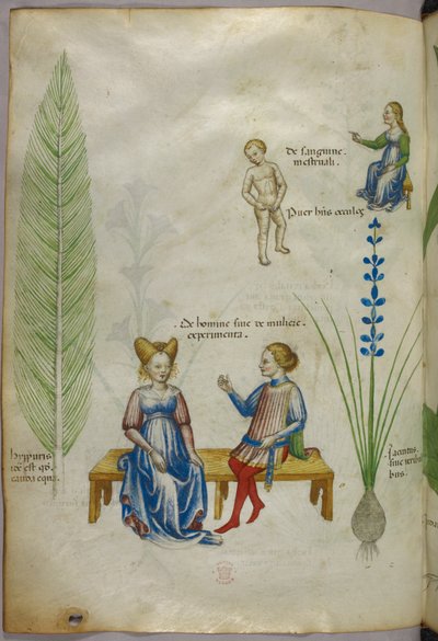 Illustrazione di equiseto [hyppuris] e iris [ jacintus]; figure che rappresentano aspetti della sessualità umana, 1440 circa (inchiostro e colore su pergamena) da Italian School