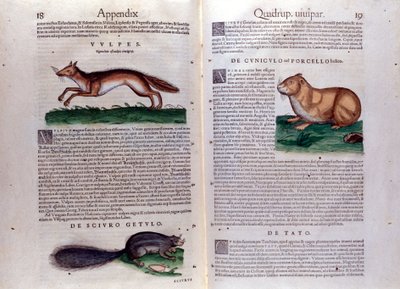 Illustrazioni da 