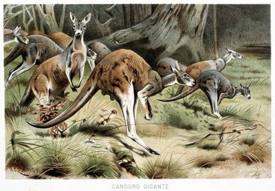 Nella vita degli animali da Italian School