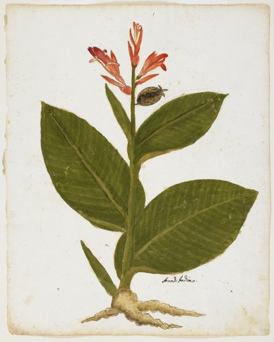 Canna indica da Italian School