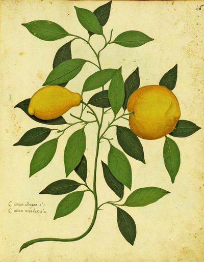Limone ereditario italiano di Ulisse Aldrovandi (1522 – 1605) tavola pubblicata in Piante Fiori Frutti (incisione colorata a mano) da Italian School