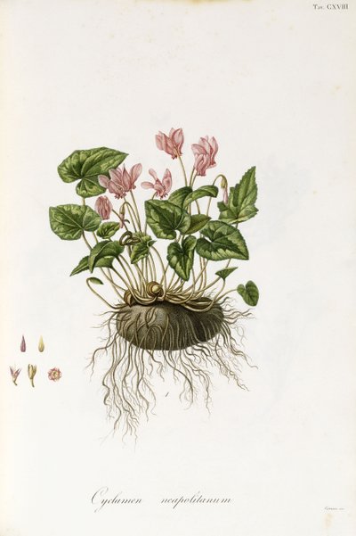 Ciclamino napoletano, 1811-1838 da Italian School