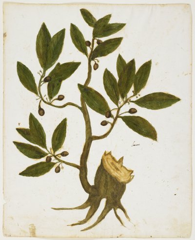 Laurus nobilis da Italian School