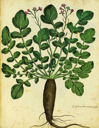 Ravanello nero lungo di Ulisse Aldrovandi da Italian School