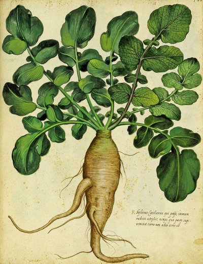 Ravanello bianco lungo di Ulisse Aldrovandi da Italian School