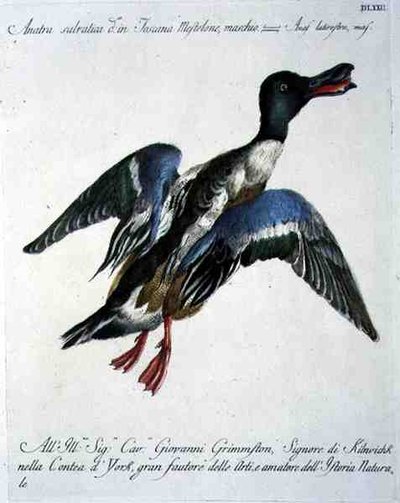 Germano reale in volo, c.1767-76 (incisione colorata a mano) da Italian School