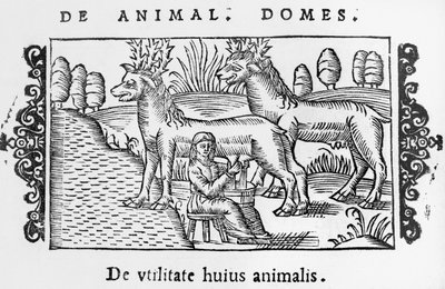Mungitura delle renne, illustrazione da Historia de Gentibus Septentrionalibus di Olaus Magnus (1490-1558), pubblicato a Roma, 1555 da Italian School