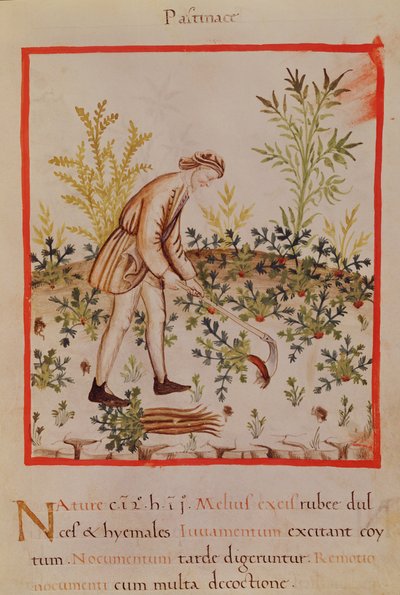 Raccolta di pastinache e carote, da 