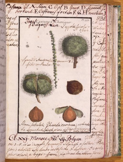 Ms 115 Castagno, da Dizionario di Botanica da Italian School