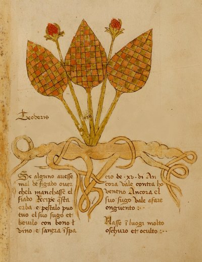 Ms 1591 Fol.19r Herba Teoderis da Italian School