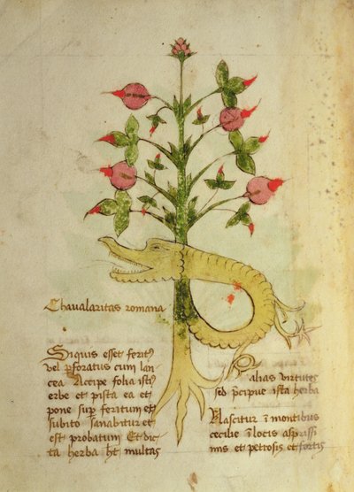Herba Chavalaritas Romana, fine XV secolo da Italian School