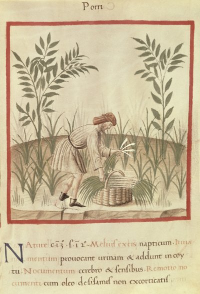 Ms 3054 f.22 Raccolta di porri, da 