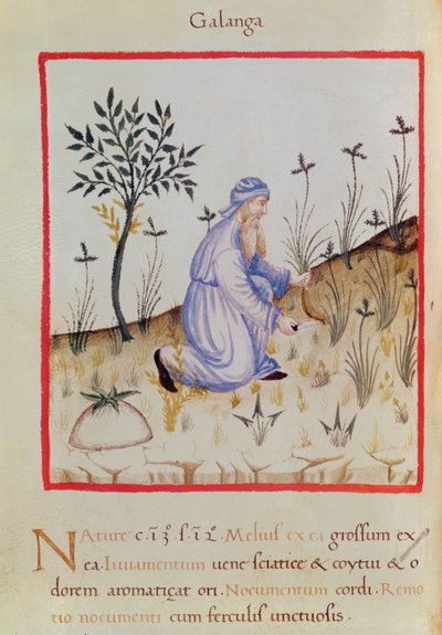 Raccolta di galanga, da 