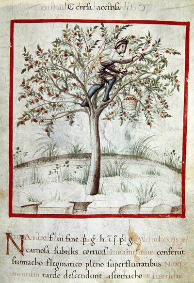Raccolta di ciliegie, dal 