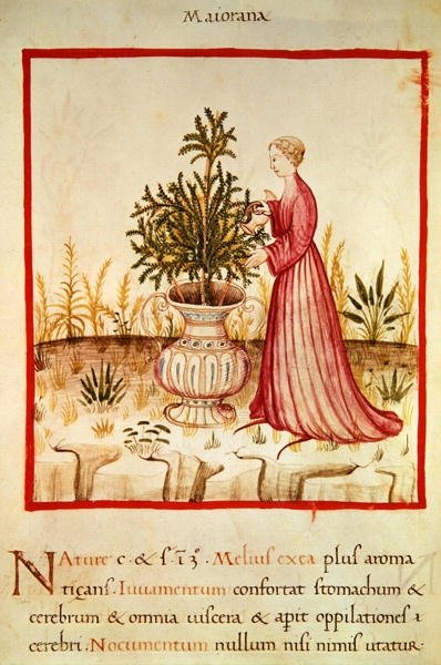 Ms 3054 fol.14v Innaffiamento della maggiorana, da 