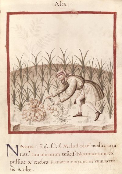 Raccolta di aglio, da 