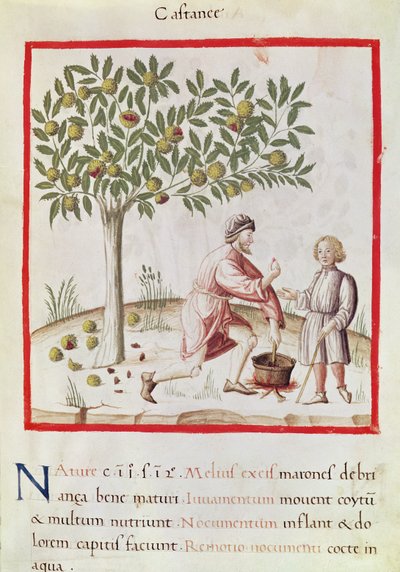 Raccolta e cottura delle castagne, dal 
