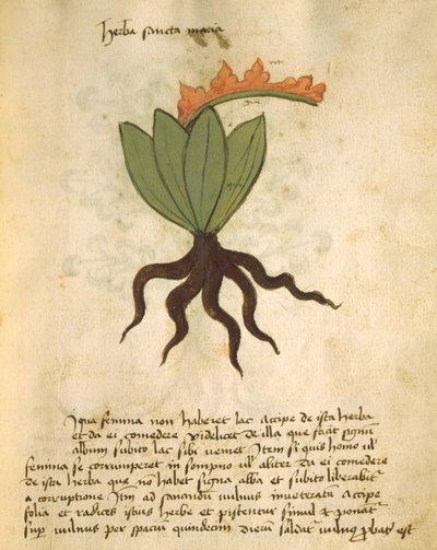 Ms 320 M Fol.28r Herba Santa Maria, da Liber Herbarius una cum rationibus conficiendi medicamenta di Orgione Rizzardo da Italian School