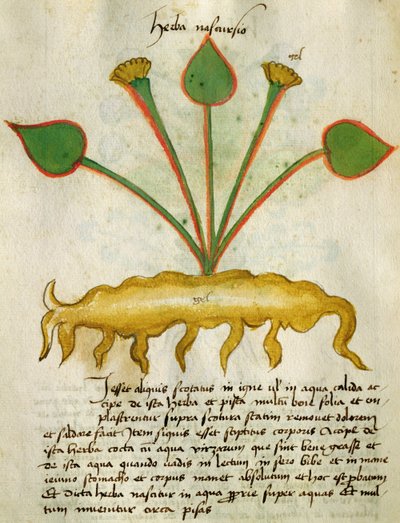 Ms 320 M Fol.29v Herba Nastrusio, dal 