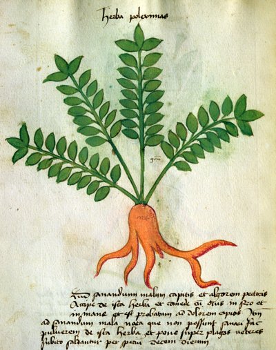 Herba Poleximas, dal 