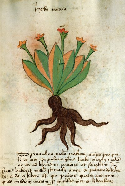 Ms 320 M Fol.34r Herba Victoria, da 