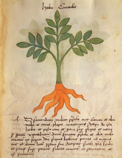 Ms 320 M fol.14r Herba Cancealis, da 