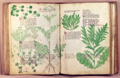 Piante da De Herbis di Manfredus de Monte Imperiali, c.1330-40 da Italian School