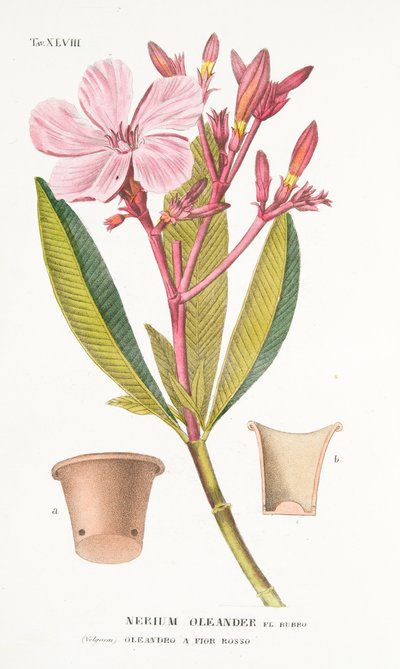 Nerium Oleander el Bubro, Tavola XLVIII, da LAntotrofia Ossia La Coltivazione DeFiori di Antonio Piccioli, pub.1834 da Italian School