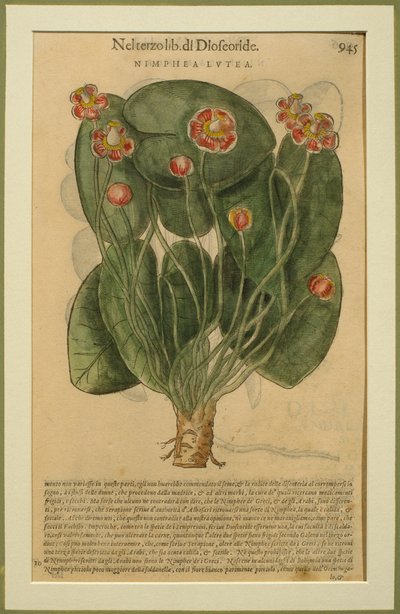 Nimphea Lutea, una tavola botanica dai Discorsi di Pietro Andrea Mattioli (1501-77) pubblicata a Venezia, 1570 da Italian School