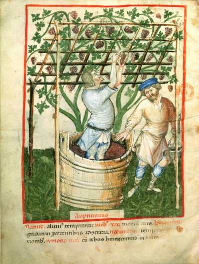 Raccolta e spremitura dell