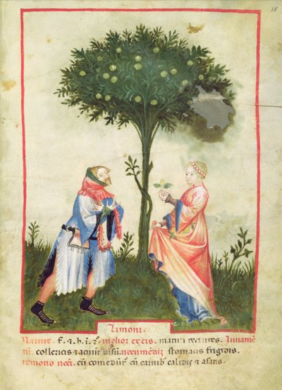 Nouv Acq Lat 1673 fol.18 Raccolta di limoni, dal Tacuinum Sanitatis, c.1390-1400 da Italian School