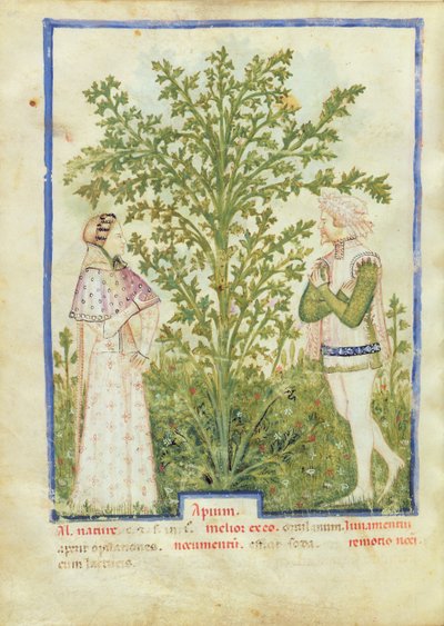 Sedano, dal Tacuinum Sanitatis, c.1390-1400 da Italian School
