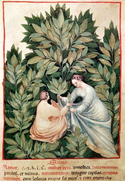 Due donne che raccolgono salvia, dal Tacuinum Sanitatis, c.1390-1400 da Italian School