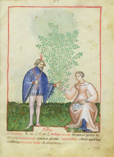 Rose, dal Tacuinum Sanitatis, c.1390-1400 da Italian School