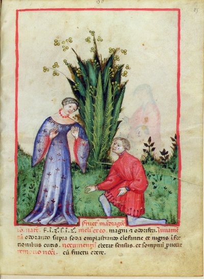 Frutto di Mandragora, dal Tacuinum Sanitatis, c.1390-1400 da Italian School