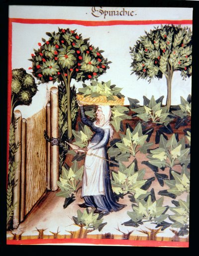Raccolta di spinaci, da Tacuinum Sanitatis Codex Vindobonensis da Italian School