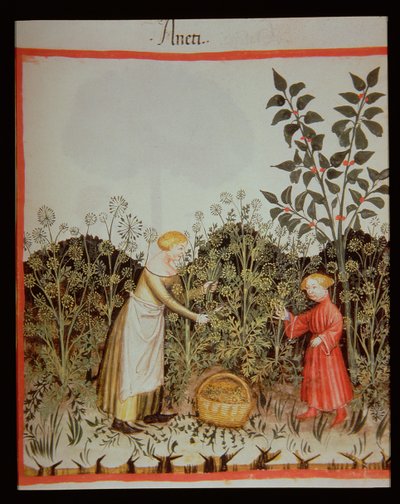 Nova 2644 f.32r Raccolta di aneto, Tacuinum Sanitatis Codex Vindobonensis da Italian School