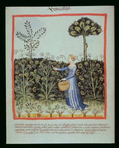 Nova 2644 f.41v Raccolta di finocchio, Tacuinum Sanitatis Codex Vindobonensis da Italian School