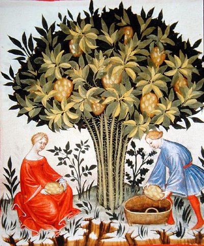 Nova 2644 fol.11r Raccolta di agrumi, dal Tacuinum Sanitatis Codex Vindobonensis (pergamena) da Italian School