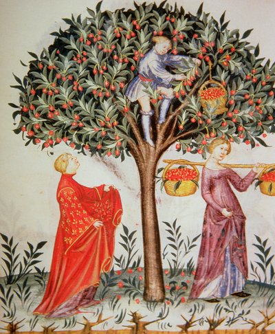 Nova 2644 fol.12r Raccolta di ciliegie, dal Tacuinum Sanitatis Codex Vindobonensis da Italian School