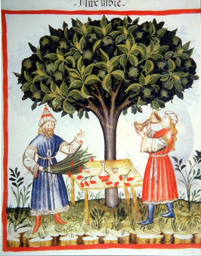 Nova 2644 fol.14r Raccolta di Noce Moscata, da Tacuinum Sanitatis da Italian School