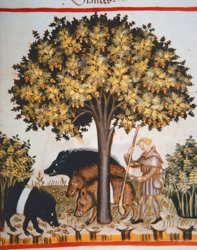 Nova 2644 fol.15r Raccolta di ghiande, dal Tacuinum Sanitatis Codex Vindobonensis da Italian School