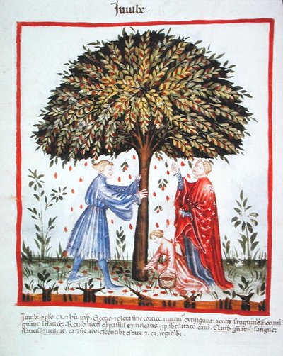 Nova 2644 fol.15v Raccolta di Giuggiole, dal Tacuinum Sanitatis Codex Vindobonensis da Italian School