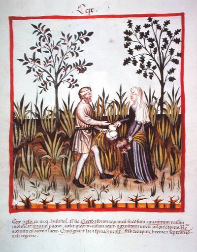 Raccolta di cipolle, da Tacuinum Sanitatis Codex Vindobonensis da Italian School