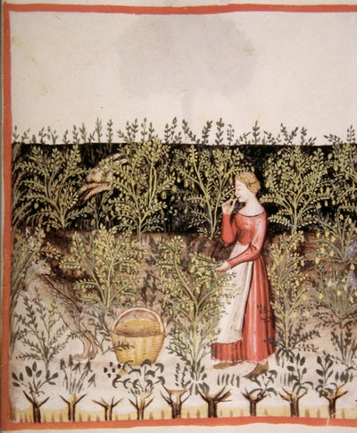 Nova 2644 fol.49 r Raccolta di ceci, Tacuinum Sanitatis Codex Vindobonensis da Italian School
